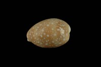 藏品(白星寶螺)的圖片